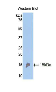 REN / Renin 1 Antibody - Western blot of recombinant REN / Renin.  This image was taken for the unconjugated form of this product. Other forms have not been tested.