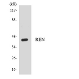 REN / Renin 1 Antibody - Western blot analysis of the lysates from HepG2 cells using REN antibody.