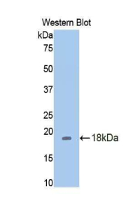 REN / Renin 1 Antibody - Western blot of recombinant REN / Renin.  This image was taken for the unconjugated form of this product. Other forms have not been tested.