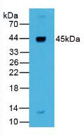 REN / Renin 1 Antibody - Western Blot; Sample: Human Liver Tissue.