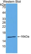REN / Renin 1 Antibody - Western Blot; Sample: Recombinant protein.