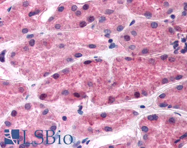 REN / Renin 1 Antibody - Anti-REN / Renin antibody IHC of human kidney. Immunohistochemistry of formalin-fixed, paraffin-embedded tissue after heat-induced antigen retrieval. Antibody concentration 5 ug/ml.