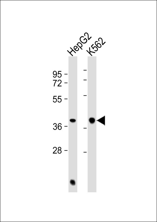 REN / Renin 1 Antibody - All lanes: Anti-Renin Antibody at 1:1000 dilution. Lane 1: HepG2 whole cell lysate. Lane 2: K562 whole cell lysate Lysates/proteins at 20 ug per lane. Secondary Goat Anti-Rabbit IgG, (H+L), Peroxidase conjugated at 1:10000 dilution. Predicted band size: 45 kDa. Blocking/Dilution buffer: 5% NFDM/TBST.
