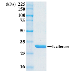 Luciferase Protein - SDS-PAGE under reducing conditions and visualized by Coomassie blue staining