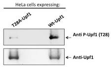 RENT1 / UPF1 Antibody