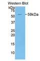 REPRIMO / RPRM Antibody - Western blot of REPRIMO / RPRM antibody.
