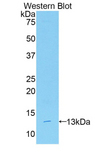 REPRIMO / RPRM Antibody - Western blot of recombinant REPRIMO / RPRM.  This image was taken for the unconjugated form of this product. Other forms have not been tested.