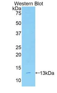 REPRIMO / RPRM Antibody - Western blot of recombinant REPRIMO / RPRM.  This image was taken for the unconjugated form of this product. Other forms have not been tested.