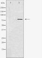 REPS1 Antibody - Western blot analysis of extracts of rat heart cells using REPS1 antibody. The lane on the left is treated with the antigen-specific peptide.