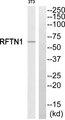 REPS1 Antibody - Western blot analysis of extracts from 3T3 cells, using RFTN1 antibody.