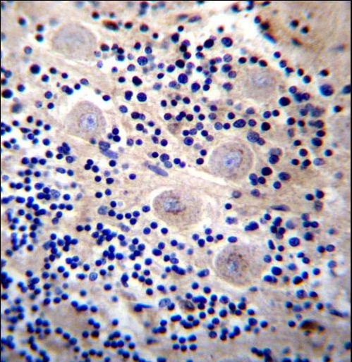 REPS2 Antibody - REPS2 Antibody immunohistochemistry of formalin-fixed and paraffin-embedded human cerebellum tissue followed by peroxidase-conjugated secondary antibody and DAB staining.