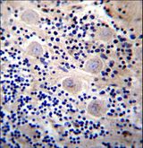 REPS2 Antibody - REPS2 Antibody immunohistochemistry of formalin-fixed and paraffin-embedded human cerebellum tissue followed by peroxidase-conjugated secondary antibody and DAB staining.