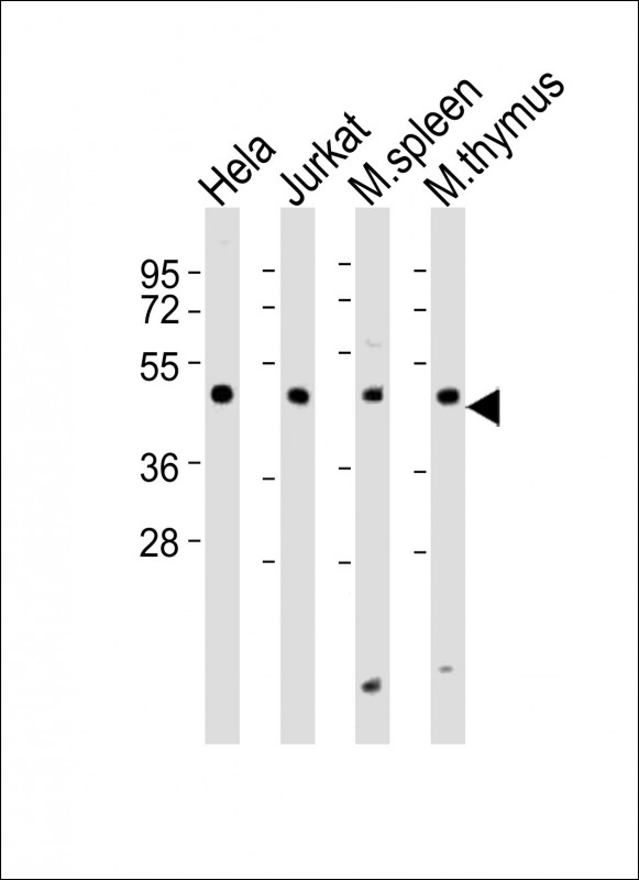 Requiem / DPF2 Antibody - All lanes : Anti-Dpf2 Antibody at 1:2000 dilution Lane 1: HeLa whole cell lysates Lane 2: Jurkat whole cell lysates Lane 3: mouse spleen lysates Lane 4: mouse thymus lysates Lysates/proteins at 20 ug per lane. Secondary Goat Anti-Rabbit IgG, (H+L), Peroxidase conjugated at 1/10000 dilution Predicted band size : 44 kDa Blocking/Dilution buffer: 5% NFDM/TBST.