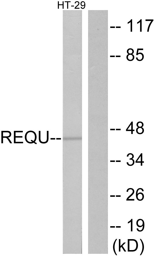Requiem / DPF2 Antibody - Western blot analysis of lysates from HT-29 cells, using REQU Antibody. The lane on the right is blocked with the synthesized peptide.