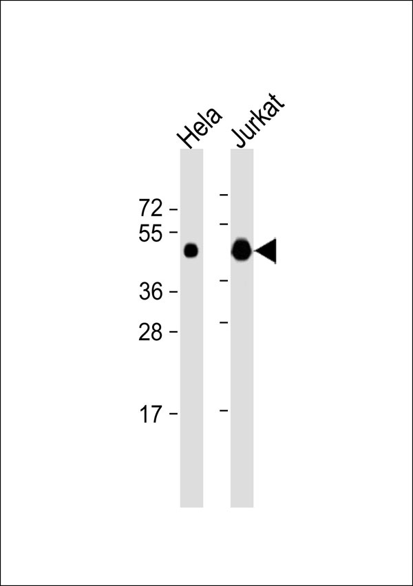 Requiem / DPF2 Antibody - All lanes: Anti-DPF2 Antibody at 1:1000 dilution. Lane 1: HeLa whole cell lysate. Lane 2: Jurkat whole cell lysate Lysates/proteins at 20 ug per lane. Secondary Goat Anti-Rabbit IgG, (H+L), Peroxidase conjugated at 1:10000 dilution. Predicted band size: 44 kDa. Blocking/Dilution buffer: 5% NFDM/TBST.