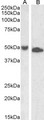 Requiem / DPF2 Antibody - Goat Anti-UBID4 (aa89-103) Antibody (1µg/ml) staining of Jurkat (A) and K562 (B) lysate (35µg protein in RIPA buffer). Primary incubation was 1 hour. Detected by chemiluminescencence.