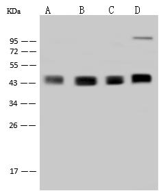 Requiem / DPF2 Antibody - Anti-DPF2 rabbit polyclonal antibody at 1:500 dilution. Lane A: PC-12 Whole Cell Lysate. Lane B: Hela Whole Cell Lysate. Lane C: NIH-3T3 Whole Cell Lysate. Lane D: Jurkat Whole Cell Lysate. Lysates/proteins at 30 ug per lane. Secondary: Goat Anti-Rabbit IgG (H+L)/HRP at 1/10000 dilution. Developed using the ECL technique. Performed under reducing conditions. Predicted band size: 44 kDa. Observed band size: 44 kDa.