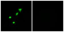 Requiem / DPF2 Antibody - Peptide - + Immunofluorescence analysis of A549 cells, using REQU antibody.