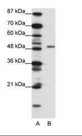 Requiem / DPF2 Antibody - A: Marker, B: Jurkat Cell Lysate.  This image was taken for the unconjugated form of this product. Other forms have not been tested.