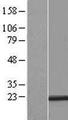 RER1 Protein - Western validation with an anti-DDK antibody * L: Control HEK293 lysate R: Over-expression lysate