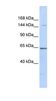 RERE Antibody - RERE antibody Western blot of 721_B cell lysate. This image was taken for the unconjugated form of this product. Other forms have not been tested.