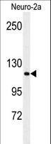 RERE Antibody - Western blot of RERE Antibody in Neuro-2a cell line lysates (35 ug/lane). RERE (arrow) was detected using the purified antibody.