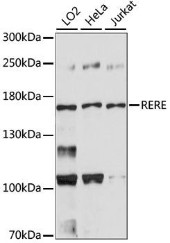 RERE Antibody - Western blot analysis of extracts of various cell lines, using RERE antibody. The secondary antibody used was an HRP Goat Anti-Rabbit IgG (H+L) at 1:10000 dilution. Lysates were loaded 25ug per lane and 3% nonfat dry milk in TBST was used for blocking. An ECL Kit was used for detection and the exposure time was 90s.