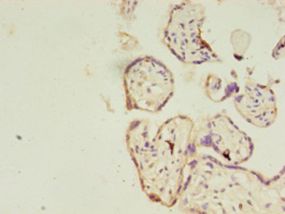 RERG Antibody - Immunohistochemistry of paraffin-embedded human placenta using antibody at 1:100 dilution.  This image was taken for the unconjugated form of this product. Other forms have not been tested.