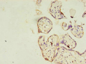 RERG Antibody - Immunohistochemistry of paraffin-embedded human placenta tissue using RERG Antibody at dilution of 1:100