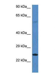 RERG Antibody - RERG antibody Western blot of Rat Lung lysate. Antibody concentration 1 ug/ml.  This image was taken for the unconjugated form of this product. Other forms have not been tested.