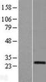 RERG Protein - Western validation with an anti-DDK antibody * L: Control HEK293 lysate R: Over-expression lysate