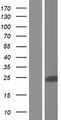 RERGL / FLJ22655 Protein - Western validation with an anti-DDK antibody * L: Control HEK293 lysate R: Over-expression lysate