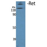 RET Antibody - Western blot of Ret antibody