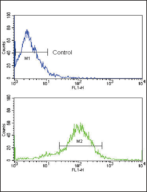 RET Antibody - Flow cytometric of MCF-7 cells using RET Antibody (N-term Q28) (bottom histogram) compared to a negative control cell (top histogram). FITC-conjugated goat-anti-rabbit secondary antibodies were used for the analysis.