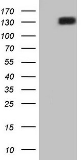 RET Antibody - HEK293T cells were transfected with the pCMV6-ENTRY control (Left lane) or pCMV6-ENTRY RET (Right lane) cDNA for 48 hrs and lysed. Equivalent amounts of cell lysates (5 ug per lane) were separated by SDS-PAGE and immunoblotted with anti-RET.