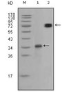 RET Antibody - Western blot using RET mouse monoclonal antibody against truncated RET recombinant protein (1) and RET (aa658-1063)-hIgGFc transfected CHO-K1 cell lysate (2).