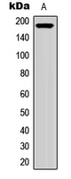 RET Antibody - Western blot analysis of RET expression in K562 (A) whole cell lysates.