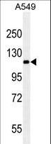 RET Antibody - RET western blot of A549 cell line lysates (35 ug/lane). The RET antibody detected the RET protein (arrow).