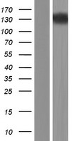 RET Protein - Western validation with an anti-DDK antibody * L: Control HEK293 lysate R: Over-expression lysate
