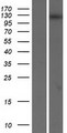 RET Protein - Western validation with an anti-DDK antibody * L: Control HEK293 lysate R: Over-expression lysate