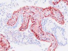 Reticular Fibroblasts and Reticular Fibers Antibody - Clone PRF414 swine jejunum, paraffin section
