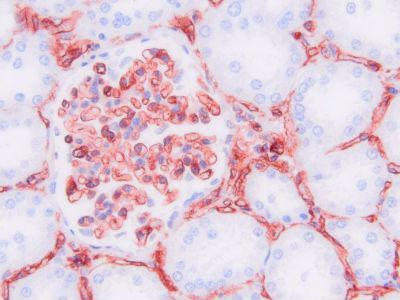 Reticular Fibroblasts and Reticular Fibers Antibody - Clone PRF414 swine kidney, paraffin section