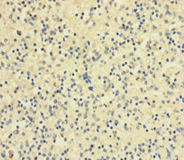 RETN / Resistin Antibody - Immunohistochemistry of paraffin-embedded human spleen tissue using RETN Antibody at dilution of 1:100
