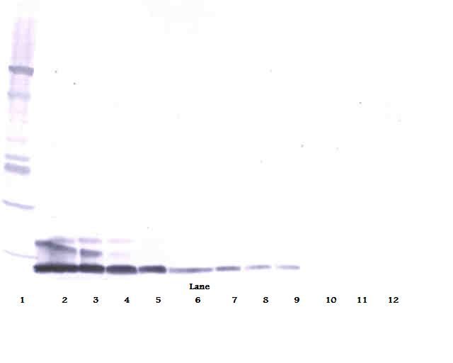 RETN / Resistin Antibody - Western Blot (reducing) of Resistin antibody. This image was taken for the unconjugated form of this product. Other forms have not been tested.