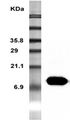 RETN / Resistin Antibody - Western Blot analysis of recombinant resistin using anti-Resistin (mouse), mAb (MRES 06) at 1:5000 dilution.