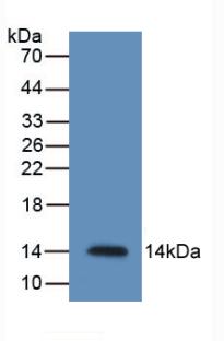 RETN / Resistin Antibody