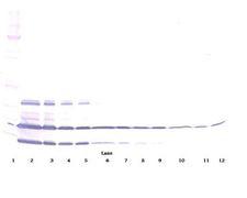 RETN / Resistin Antibody - Western Blot (non-reducing) of Resistin antibody. This image was taken for the unconjugated form of this product. Other forms have not been tested.