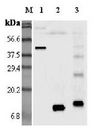 RETN / Resistin Antibody - Western blot analysis using anti-Resistin (mouse), pAb at 1:5000 dilution. 1: Mouse Resistin Fc-protein. 2: Mouse Resistin. 3: Mouse Resistin (His-tagged).  This image was taken for the unconjugated form of this product. Other forms have not been tested.