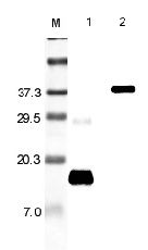 RETN / Resistin Antibody - Western blot analysis using anti-Resistin (rat), pAb at 1:5000 dilution. 1: Rat Resistin. 2: Rat Resistin Fc-protein.  This image was taken for the unconjugated form of this product. Other forms have not been tested.