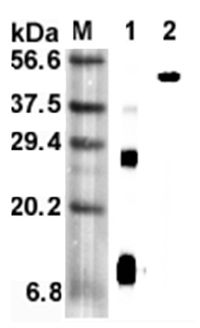 Retnla / RELM Alpha Antibody - Western blot analysis using anti-RELM-alpha (mouse), mAb (MREL 127) at 1:5000 dilution. 1: Mouse RELM-alpha (His-tagged). 2: Mouse RELM-alpha Fc-protein.